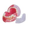 GD/B10030三岁乳恒牙交替解剖模型