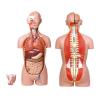 KAR/10003A男、女两性人体背部开放式半身躯干模型（87cm/27件）