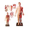 KAR/10001-2人体全身层次解剖附内脏模型（PVC）