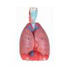 KAR/13012 喉、心、肺模型