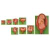 KAR/42005 妊娠胚胎发育过程模型（8部件）